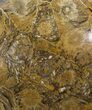 Polished Fossil Coral (Actinocyathus) - Morocco #100565-1